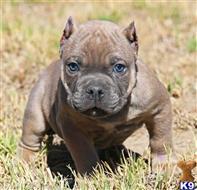 american pit bull puppy posted by Exotic Bully